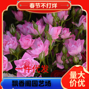 һ�����l��ɷ����¼� ΢�͹�ľ���^�༾�_����õ��ɻ����̨��