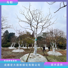 乌桕树基地批发丛生单杆乌桕树规格齐全苗圃直发移栽乔木园林绿化