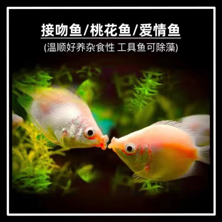 亲嘴鱼接吻鱼宠物鱼热带鱼观赏鱼萌萌哒鱼缸水族箱观赏鱼其他|undefined