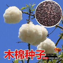 ľ�޻���N�Ӱ��]��֦�����@�־��^�G���^�p�_�t����ľ