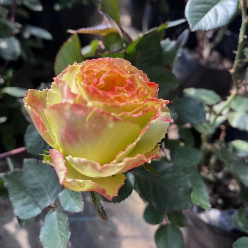 [Susa] Микроароматные двойные Лепестковые цветы, четыре сезона, сильная устойчивость к болезням, зеленые срезанные цветы, роза, балкон, двор, рассада в горшке