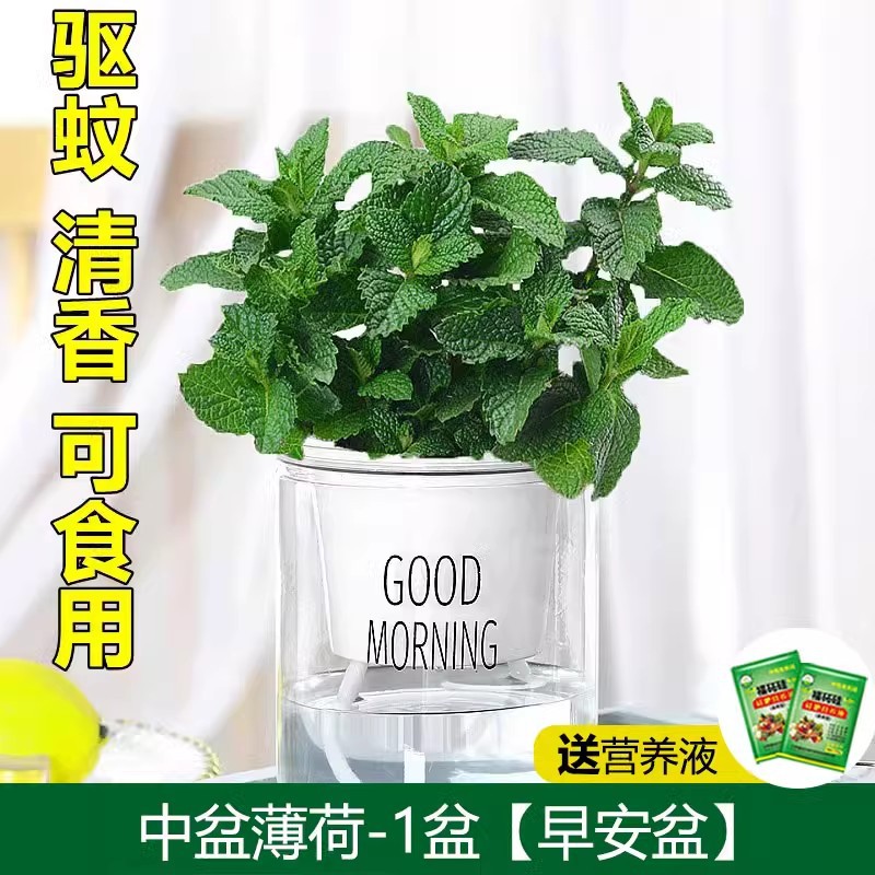 [모기퇴치 식용] 프리미엄 미디엄 포트 민트(굿모닝 포트) + 비료