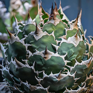 Potted Landscape Succulents with Crown of Jewels, Agave, Cactus, and Euphorbia Wholesale