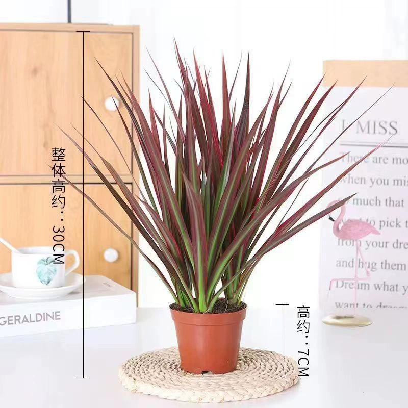 Красочное железное Тысячелетнее дерево в горшке трехцветное растение драцена Крытый Рабочий стол зеленое растение гостиная окно декоративный вид лист