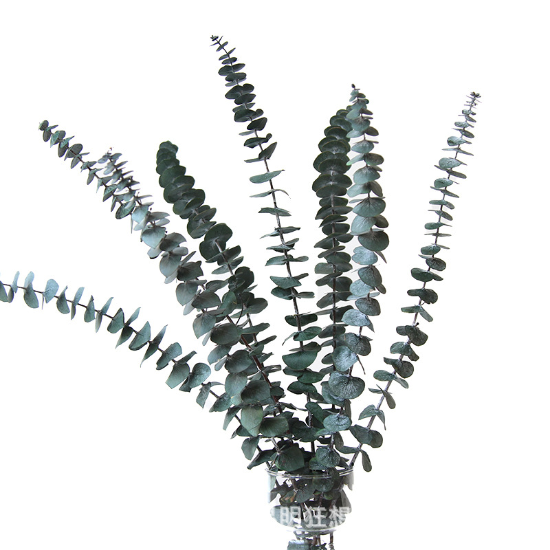 Fabricant [feuille d'eucalyptus de qualité A 50cm10 branche] ins bouquets secs pour la décoration de la maison
