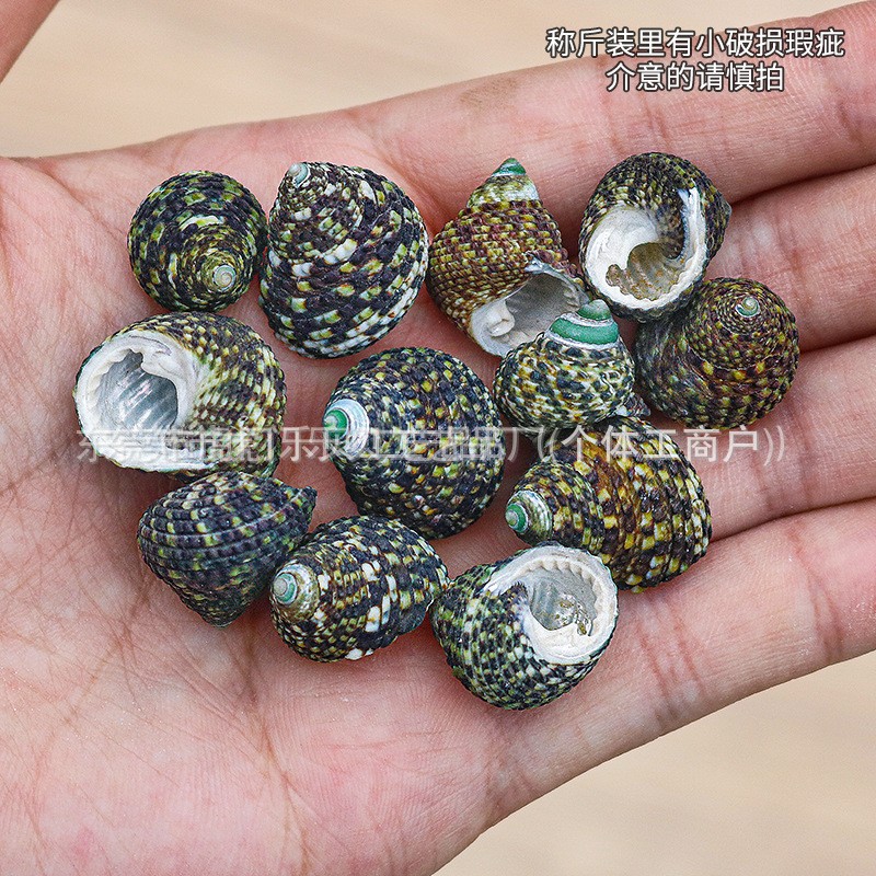 Concha Daquan natural con cera de pescado, materiales decorativos mediterráneos DIY al por mayor