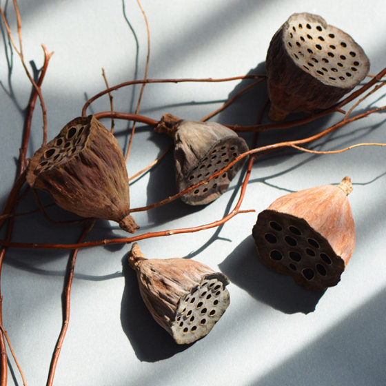 Christmas decoration primary color dried fruit natural wild big Lotus head Zen dried flower home decoration mini Lotus with seeds