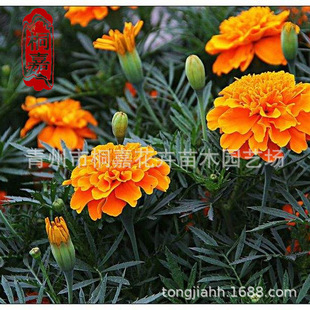 Orange Yellow Peacock Grass Seedlings Wholesale Peacock Grass Potted Flower Mirror Flower with Rental Peacock Grass