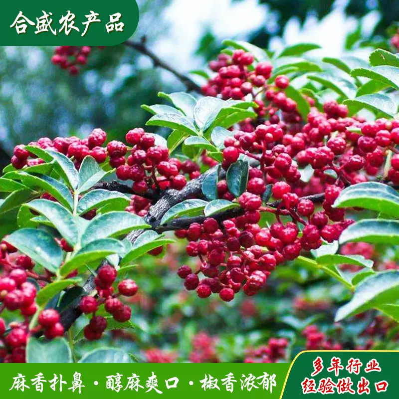 莱芜大红袍花椒批发 新货鲜花椒川菜店商用新鲜干红花椒粒调味品
