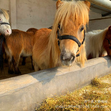 �T�˰��R���w�Bֳ ����С���R���w���B�� ���R��ʲô �R���w���U