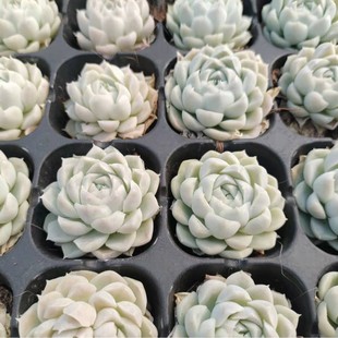 Bai Yueying 2-3cm Plug Tray Large Seedling Succulent Plant Base Direct Sales Large Favorably
