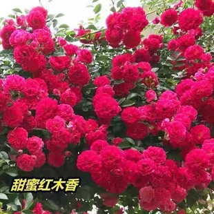 Redwood Fragrant Florals, Climbing Vines, Strong Fragrance, Four-Season Florals, Redwood Fragrant White Wood Fragrant Rose Florals, Balcony Climbing Florals