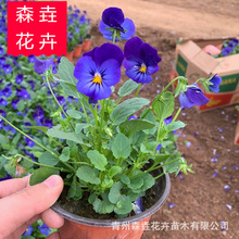 �������� �����ͺ�؈��Ę�̨����ֲ�ﻨ�� С���Ӻ���������ֲ��