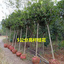 ��ɰ�ͺ����G���𻨘�������͵�����ͥԺ�ļ�������ؘ�