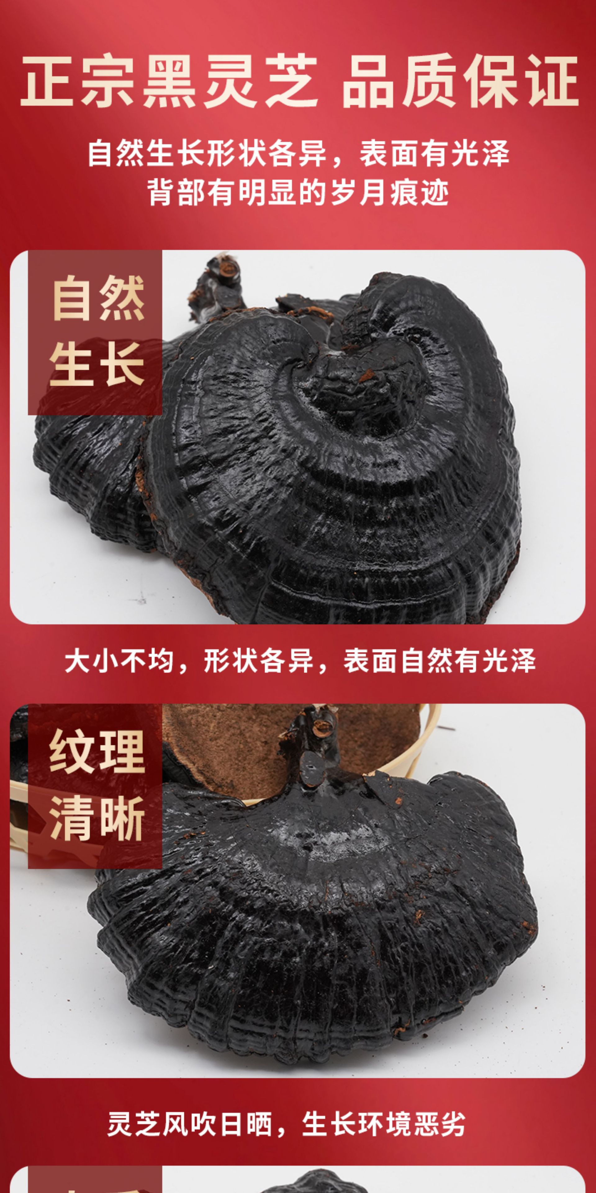 Black Lingzhi Whole Dried Reishi Mushroom 500g Changbai Mountain Hei Ling Zhi for Soup and Tea key features
