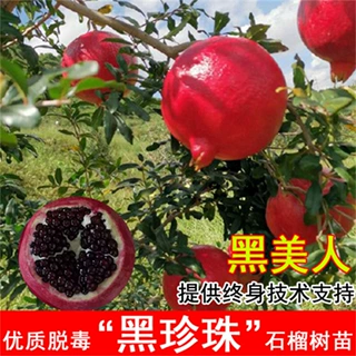 黑美人黑石榴树树苗突尼斯大红袍大石榴苗庭院盆栽南北方结果树苗