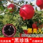 突尼斯盆栽庭院大红袍石榴苗