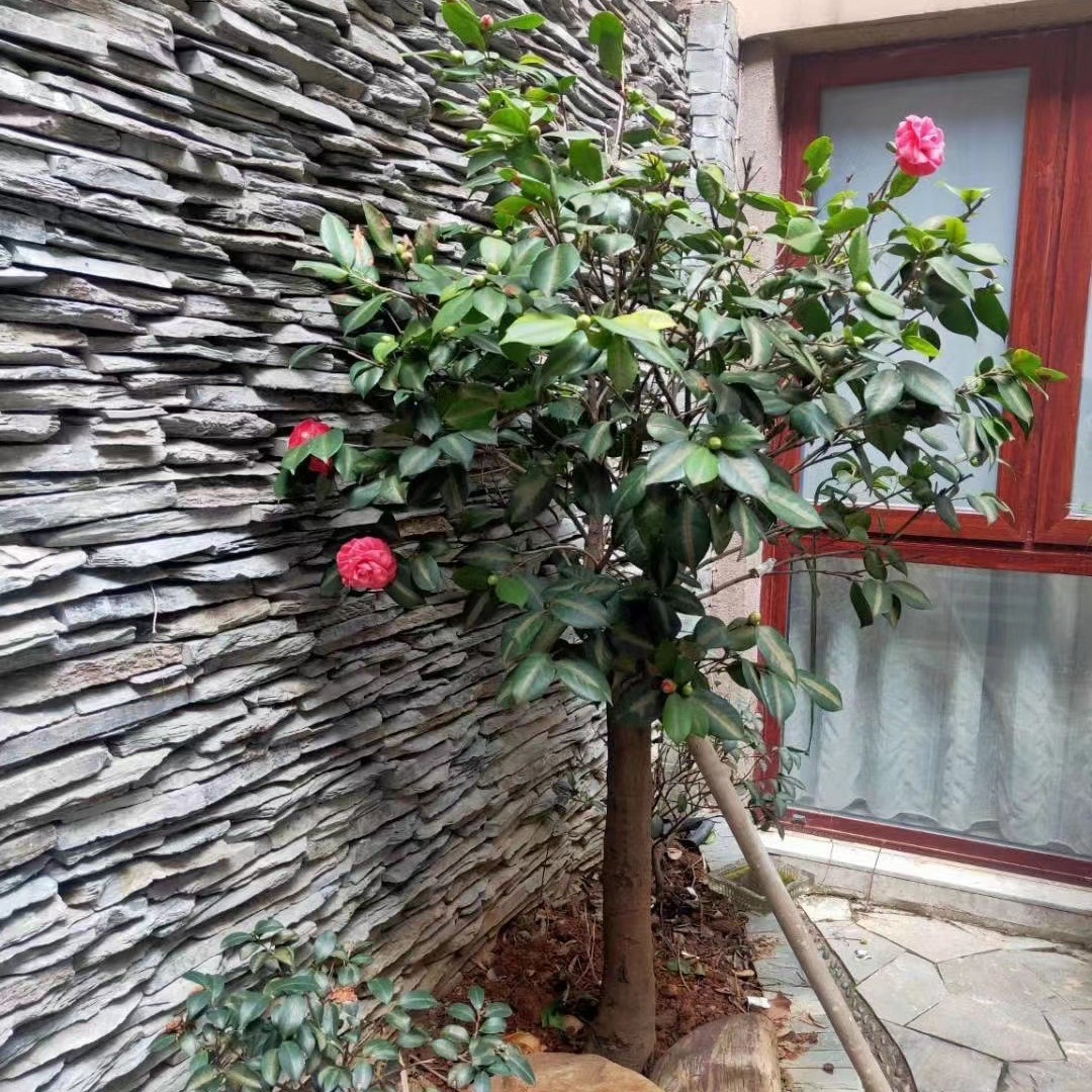 ����������ǽʯ����ǽʯ�Ĳ�������ʯ����ɫ�������۱���ǽ����ʯ