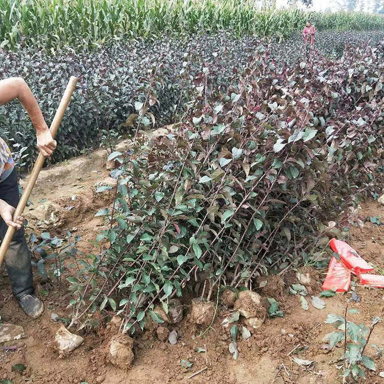 Красный листовой слива, листопадный кустарник, фиолетовый листовой слива, солнечная слива, фиолетовый листовой толстый слива, ландшафтные саженцы