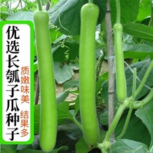 长狐子瓜种子蒲瓜菜葫芦种籽菜瓜夜开花大田庭院盆栽爬藤蔬菜种子