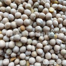 �M���㶹 �㶹���ۼӹ�ԭ�Ϸ۽zԭ�����ԭ�����㶹���㶹