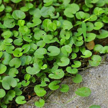 ���羳��؛������������ݱ�ֲ���R���N�Ә��Р�߅�Nֲ���a���N