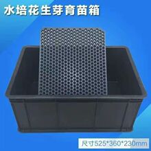 加厚塑料黑色水培箱花生芽专用筐蔬菜种植育苗盘撒播圆孔播种植盒