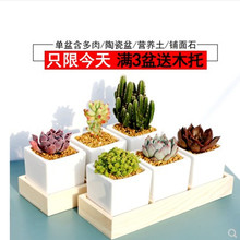 多肉植物批组合盆栽含盆带土室内超萌肉肉新手套餐植物花卉