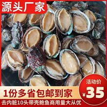活冻鲍鱼新鲜速冻冷冻福建海鲜带壳去内脏10头大鲍鱼整箱商用食材
