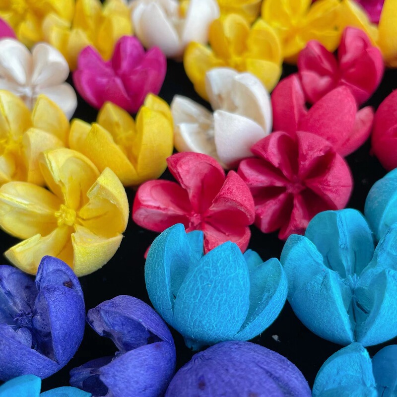 Pistachio dried flowers Yunnan manufacturers cross fruit open mouth smile dried flowers bulk wholesale DIY material jewelry dried flowers