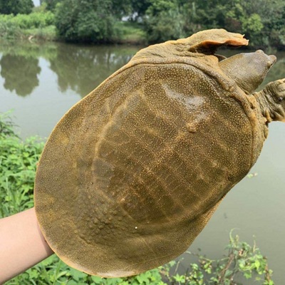 Live turtle Fresh edible living thing Free Post fresh Braised flavor The Chinese people Miao Wang Eight water Turtle Bastard