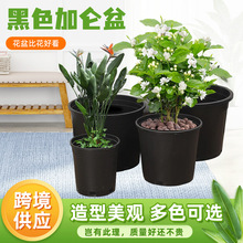 �羳��ɫ�Ӂ�����÷N������@���������϶���Nֲ���Ͽظ�����