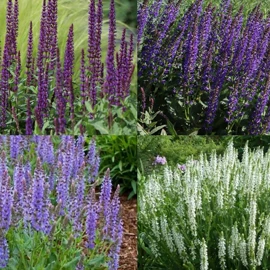 种子;其他园林植物;灌木