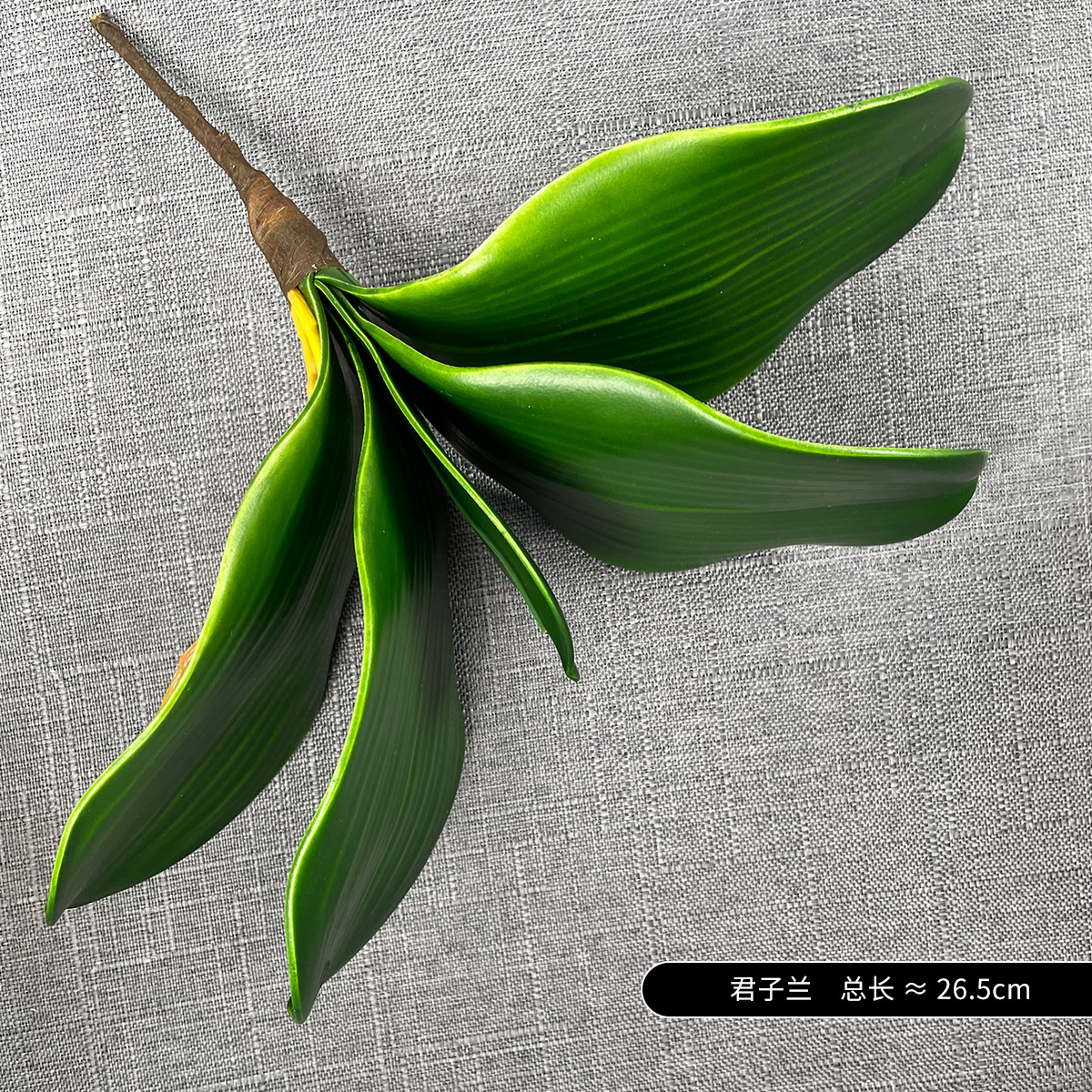 Pequeña hoja de Clivia de 5 hojas