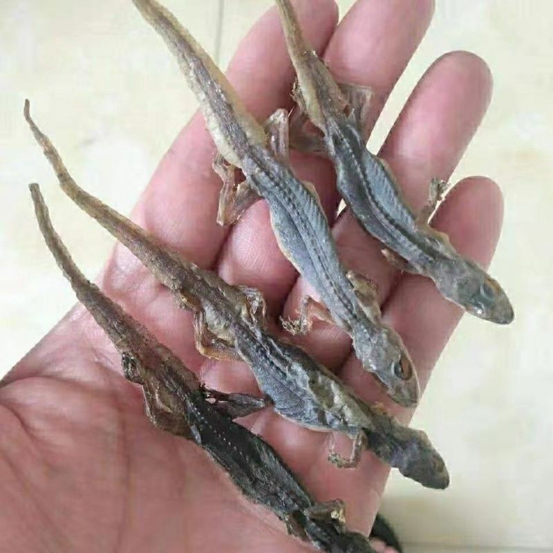 Tian Long Dried Gecko Whole Herb 500g Traditional Chinese Herbal Material key features
