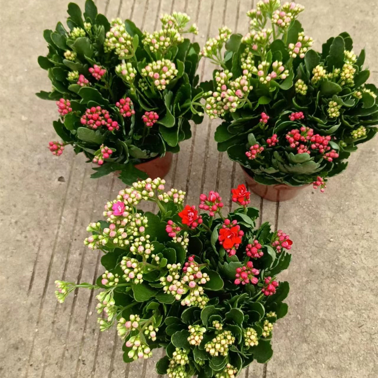 160 # Хехе Мэй трехцветное цветочное растение долголетия в горшке с бутонами, цветущими в четыре сезона, зеленое растение, крытый балкон, цветы для просмотра цветов