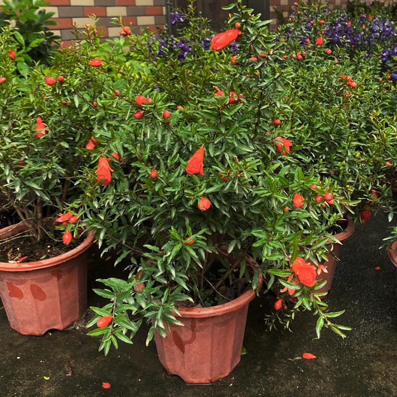 石榴花盆栽盆景果树苗室内四季开花带果植物室外庭院阳台绿植花卉