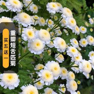 Double-Petaled Short-Tongued Chrysanthemum Seeds 200 Exquisite Chrysanthemum Small White Chrysanthemum Seeds Long Flowering Period Balcony Short Potted Plants Sown in Spring & Fall
