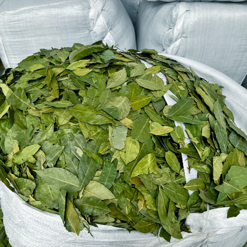 Bulk new special green leaf seasoning products bay leaf cinnamon leaf hot pot base braising sauce