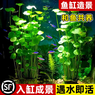High-Quality Large-Leaf Hydroponic Plants and Fish Co-Culture Money Grass Fish Tank Special Landscaping Water Plants to Purify Water Quality