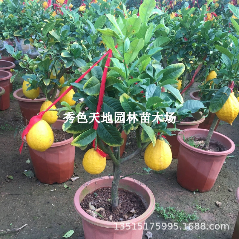 四季香水柠檬树青柠果树苗室内阳台盆栽地栽庭院种植绿植柠檬树苗