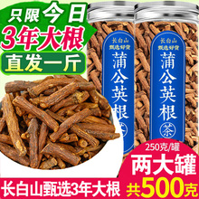 蒲公英根茶长白山浦公英根干正非中药材野生