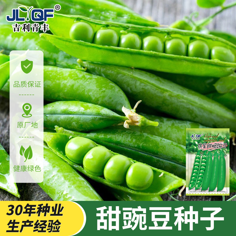 Pea Seeds, Sweet and Crisp Seeds, Green Pea Seeds, High-Yielding Balcony Garden Four-Season Vegetables, Autumn and Winter Green Pea Seeds