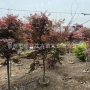 丛生基地庭院舞姬彩叶树