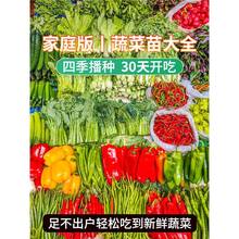 蔬菜苗秧苗水果黄瓜茄子苗番茄种子孑盆栽西红柿辣椒苗北方南方种