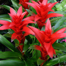 ���\���^ˮ������ֲ���k���҃ȼt�Ļ��ܾGֲ���ͺ��B�P���̨�͏d