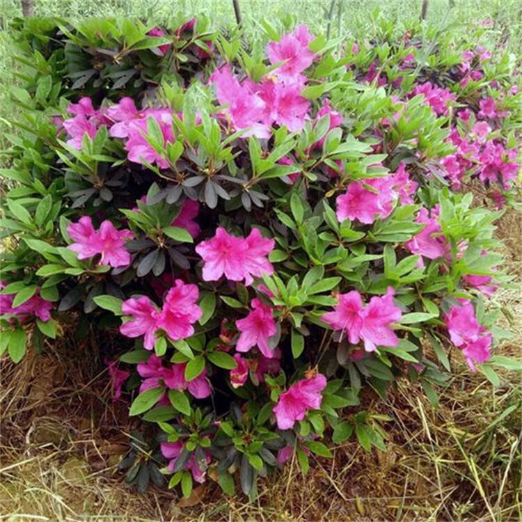 直销毛娟球 春娟球 紫鹃球 夏娟球 各种规格 量大优惠 园林 工程-阿里巴巴