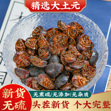 代发土元中药材水洗金边土元昆虫类清水土元土鳖虫地鳖
