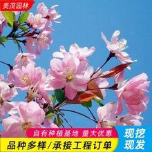 垂丝海棠树基地批发工程防护树庭院观赏盆栽绿化花灌木重瓣海棠树