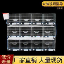 鸽子笼养殖特大号12位16位肉鸽繁殖笼信鸽配对笼家用鸽笼鸽棚
